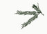 Color Ivory Sprig